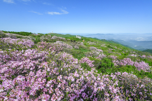 “연분홍빛 봄의 절정”, ‘2025영주 소백산철쭉제’ 개최