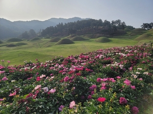 성주 성산동 고분군, 꽃양귀비와 작약꽃의 향연…인생샷 명소로 떠올라