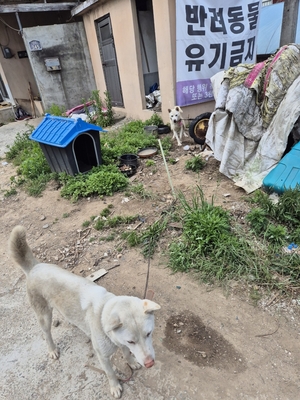 유기견 구조 나선 동물단체 회원, 견주에 폭행 당해성주군 선남면서 식용 목적 유기견 사육 논란…마을주민 일부 유기견 제공 정황도