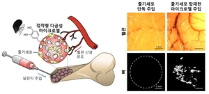‘홍합 마이크로젤’로 뼈 재생 주사 시대 연다