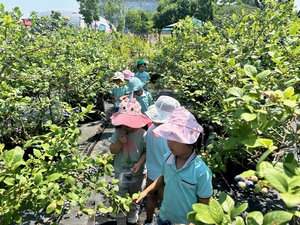 경주 동궁원, 10일부터 ‘블루베리 열매따기 체험’ 운영