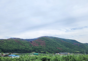 안동시, 산불 피해지 중심 드론 방제…소나무재선충병 확산 차단 총력