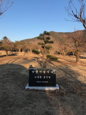 병산서원 ‘尹 소나무’ 논란…비석도 갑자기 사라졌다