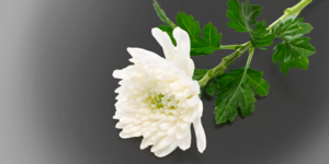 [부고]구자일(구병원장)씨, 30일 부친상