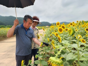 예천 월포생태공원 해바라기 페스타, 만개한 여름의 추억을 선사