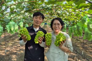 [동네뉴스]“부모님의 포도밭을 지키며 제2의 인생을 살고 있습니다” 귀농 5년 차 부부의 달콤한 도전