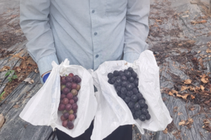 [단독] 상주 농민 수확기 포도착색 불량 ‘울상’