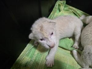 백사자 부부 3남매 막둥이 생후 13일만에 끝내 하늘로