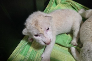 대구 네이처파크 백사자 부부 ‘막둥이’ 생후 13일 만에 끝내 하늘로