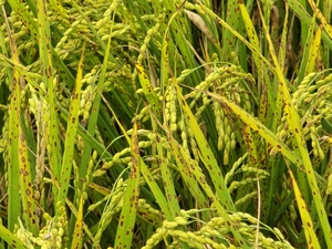 잦은 가을비에 벼 수확 차질…경북 곳곳 ‘수발아’, ‘깨씨무늬병’ 피해 확산