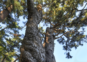 [자연의 속도로 걷다, 울진] 4. 검은 심장·푸른 영혼이 들려주는 ‘공존의 메시지’ 울진 봉산리 곰솔