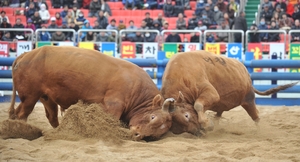 청도소싸움축제, 역사 속으로… 올해부터 ‘민속소싸움대회’로 전환