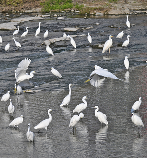 [포토뉴스]대구 신천에서 먹이 찾은 백로들