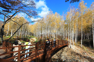 하얀 숲과 단풍의 향연… ‘영양 자작나무숲’ 가을 절정