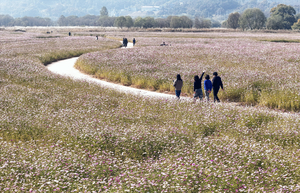 [포토뉴스] 코스모스 만개한 낙동강 