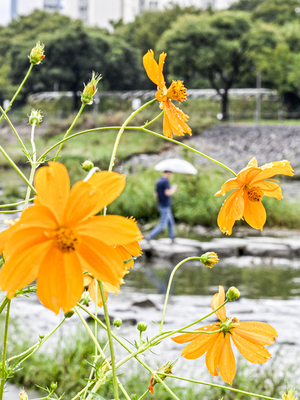 주말 대구경북 대체로 흐릴 예정…9일까지 비 소식도 있어