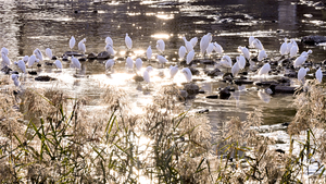 [포토뉴스] 신천의 가을, 대구시청 산격청사 앞에 모여든 백로 300여 마리