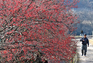 [포토뉴스]경북 의성 산수유마을에는 붉은 산수유 열매가 주렁주렁