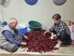 [동네뉴스-우리이웃] 한평생 ‘영양 토종 고추’ 지켜 온 노부부