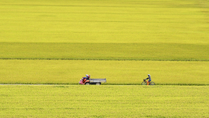 경북 농촌이 쪼그라든다…10년새 농가 12%↓ 종사인구 22%↓