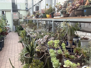 10년 만에 100개 정원…대구 서구 달성토성 골목, 주민 손으로 다시 태어났다