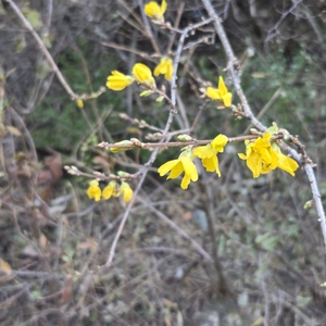 [동네뉴스-스마트폰 세상보기] 대구 앞산 산책로에 핀 ‘12월의 개나리’