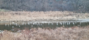 [동네뉴스] 동화천에 백로 무리가 나타났다