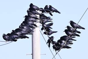 [포토뉴스] 시베리아에서 날아온 까마귀 떼 