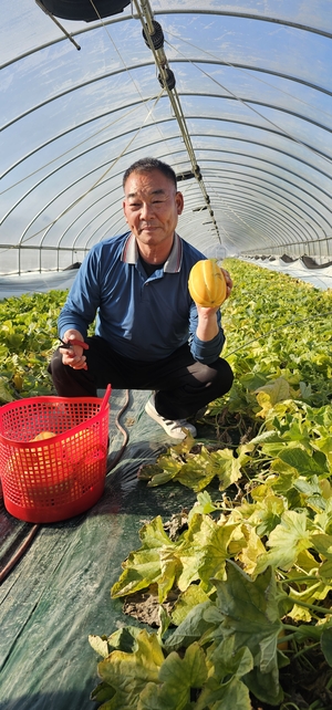 성주참외 첫 출하…3년 연속 조수입 6천억원 성과, ‘7천억원 시대’ 준비