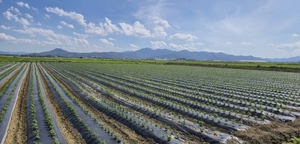 경북내 ‘주주형 이모작 공동영농’ 지구 31곳으로 대폭 확대