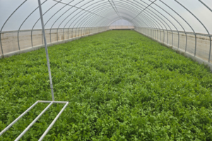 [대구 농업리포트 ⑤] 삼겹살 단짝에서 지역 특산물로…대구 미나리의 ‘신분 상승’