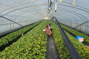 [대구 농업리포트 ③] 기술로 넘는 기후변화…전국 최고 ‘잎들깨’ 명맥 잇다
