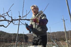 [대구 농업리포트 ④-인터뷰] “영농일지 쓰며 품질 연구…공부 안 하면 농사 못 짓죠”