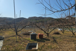 [대구 농업리포트 ④] “크기보다 품질, 양보다 신뢰”…절제로 지켜가는 대구 복숭아