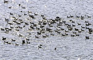 [포토뉴스] 강추위 한풀 꺾인 대구 금호강에서 햇살 받으며 유영하는 겨울 철새들