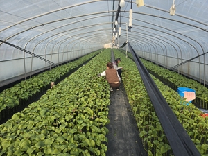 [대구 농업리포트·3]도시 확장·기후 변화에도 이어지는 대구 잎들깨 농사