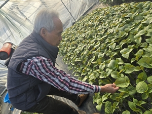 [대구 농업리포트·3]15년째 묵묵히 비닐하우스 지킨 잎들깨 농부