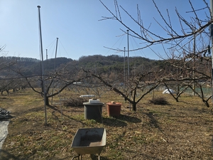 [대구농업리포트·4] 자연을 남기는 농사, 복숭아 품질로 돌아와