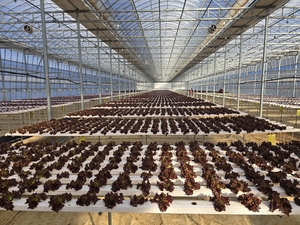 [대구 농업리포트⑥-끝]흙 없는 밭에서 자라는 상추, 대구 근교 반자동 스마트팜