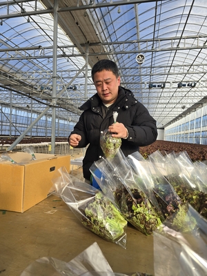 [대구 농업리포트⑥-인터뷰] 딸기 스마트팜 접고 상추로 승부한 황희재 씨