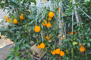 [대구 농업리포트①] 한라봉·레몬이 주렁주렁…제주도 아닙니다