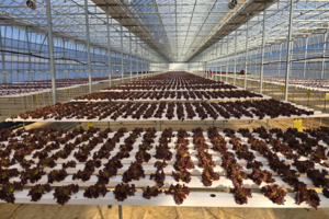 흙 없는 밭에서 자라는 상추, 대구 근교 반자동 스마트팜