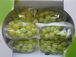 영천 샤인머스캣 평균가격 ‘반토막’…설 명절 앞두고 농가 걱정은 태산