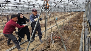 샤인머스켓 나무를 뽑다…구미 포도산업, ‘다음 단계’로