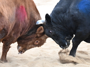 청도 소싸움, 동물학대인가? 전통인가? 팽팽한 대립 지속