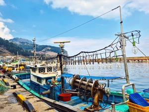 [경북 동해안, 다시 뛰는 ‘K-수산물’] ③금징어의 눈물, 독도새우의 비상…기후변화 속 울릉 어업의 생존 실험