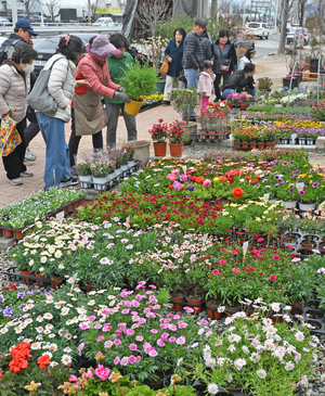 [포토뉴스] 대구 불로동화훼단지에서 봄꽃 구경하는 시민들