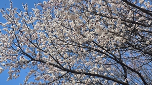 벚꽃인 줄 알았더니 살구꽃이었다…경주 봄꽃의 이름을 다시 묻다