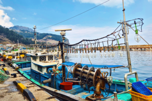 [경북 동해안, 다시 뛰는 ‘K-수산물’] 금징어의 눈물, 독도새우의 비상…기후변화 속 울릉 어업의 생존 실험