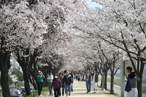 [포토뉴스] 따뜻한 봄 날씨에 벚꽃 감상하는 시민들